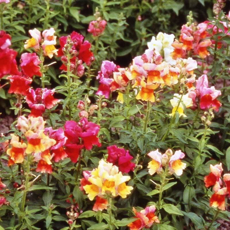 Amazon.com : Eden Brothers Snapdragon Seeds - Brighton Rock